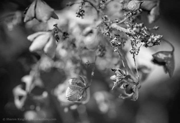 hydrangea-sleep-2