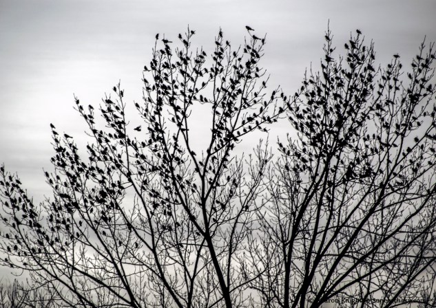 starlings-roosting-in-a-tree-2