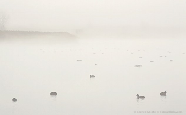 ducks-at-banner-marsh-2