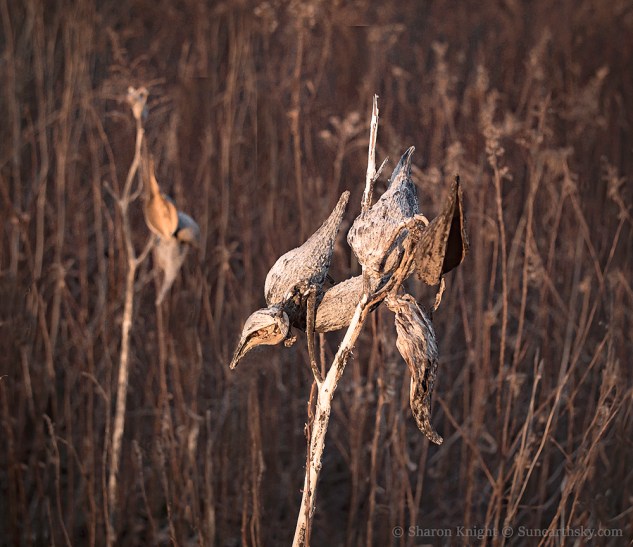 winter-milkweed-2
