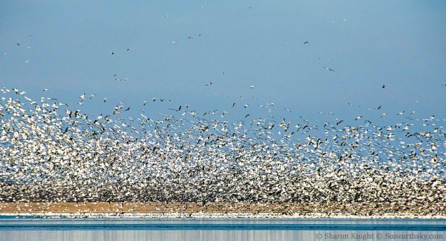snow-geese-2